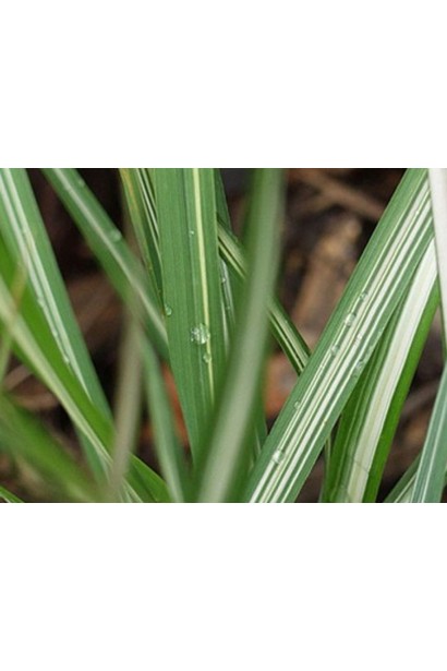 Війник Аваланч зелене листя з широкою білою полоскою посередині